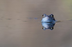 Grasfrosch frontal