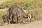 Ellipsenwasserbock