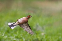 Buchfink als "Rückenflieger"