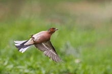 Buchfink als "Rückenflieger"