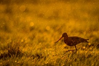 Goldener Regenschauer