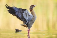 Nilgans – Alopochen aegyptiaca