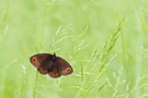 Erebia medusa