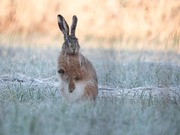 Eiskaltes "Händchen"