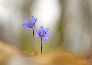 Leberblümchen