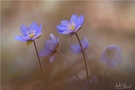 Hepatica nobilis