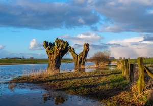 Kopfbäume am Niederrhein