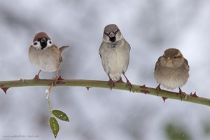 Gemischtes Trio