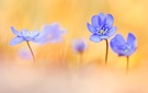 Hepatica nobilis