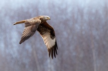 Majestätischer Vogel