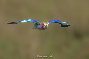 Anflug der Gabelracke