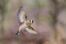 Stieglitz beim Abflug,