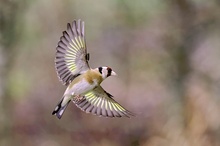 Stieglitz beim Abflug,