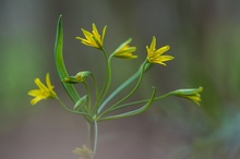 Wald-Gelbstern