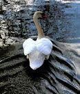 Ein Schwan von einer Brücke fotografiert