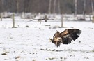 Seeadler versus Mäusebussard