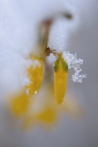 Frühling