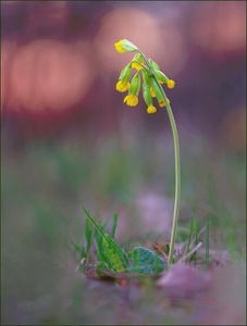 *Echte Schlüsselblume*