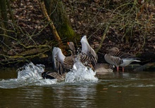 Tumult im See