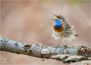 Blaukehlchen mit Rückenwind