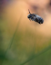 Pelzbiene (Anthophora plumipes)