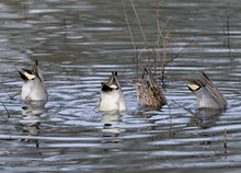 Köpfchen ins Wasser........