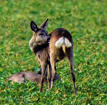 Zwei Rehe auf dem grünen Acker