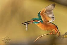 Eisvogel mit Fisch im Abflug