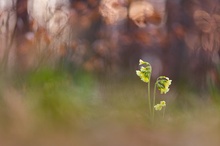 Die Wald-Schlüsselblume