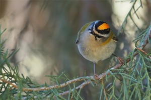 Sommergoldhähnchen