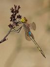 Schabracken-Königslibelle (Anax ephippiger)