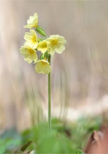 Waldschlüsselblume