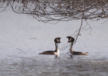 Podiceps cristatus - Grèbe huppé