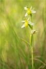 Bienen-Ragwurz (Ophrys apifera Var. basiliensis)