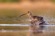 Brachvogel