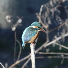 Eisvogel