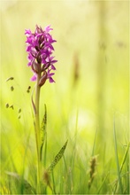 Blutrote Fingerwurz (Dactylorhiza cruenta)