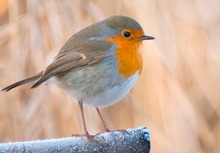 Rotkehlchen an einem frostigen Morgen