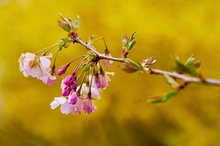 Kirschblüten