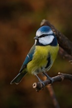 Blaumeisenportrait