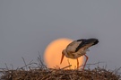 Storch vor Vollmond