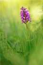 Fleischfarbene Fingerwurz (Dactylorhiza incarnata)