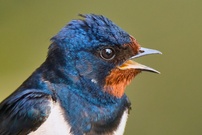 Rauchschwalbe im Portrait