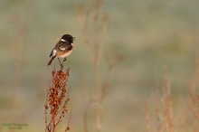 Saxicola rubicola