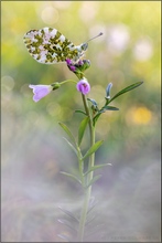 Aurora (Anthocharis cardamines)