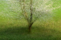 ____spring______________