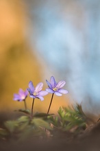 Leberblümchen