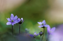 LEBERBLÜMCHEN