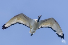 Heiliger Vogel zu Ostern