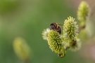 Bienchen bei der Arbeit